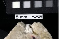 Foto (Detailansicht) von Decapoda indet. (NHMW-GEO-1990-0041-0035b)